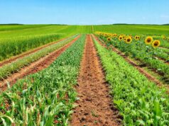 Strategi Rotasi Tanaman dan Tanaman Sela Efektif