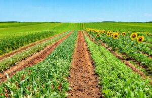 Strategi Rotasi Tanaman dan Tanaman Sela Efektif