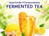 Probiotik Teh Fermentasi untuk Usus Sehat