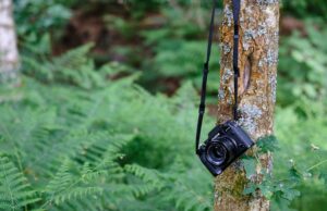 Pemantauan Satwa Liar Menggunakan Camera Trap